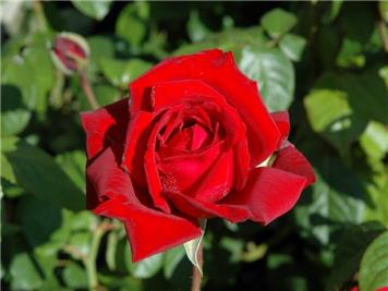  - Memorial Garden Roses Announcement