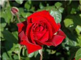 Memorial Garden Roses Announcement